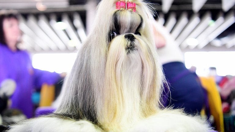 Ши-тцу
На китайски, ши-тцу означава "лъв". И неслучайно. Тези сладки и кипрести кучета са били предназначени единствено за компаньони на китайските кралски особи. Рядко страдат от здравословни проблеми, но имат нужда от специална грижа за козината. Живеят между 10 и 18 години.