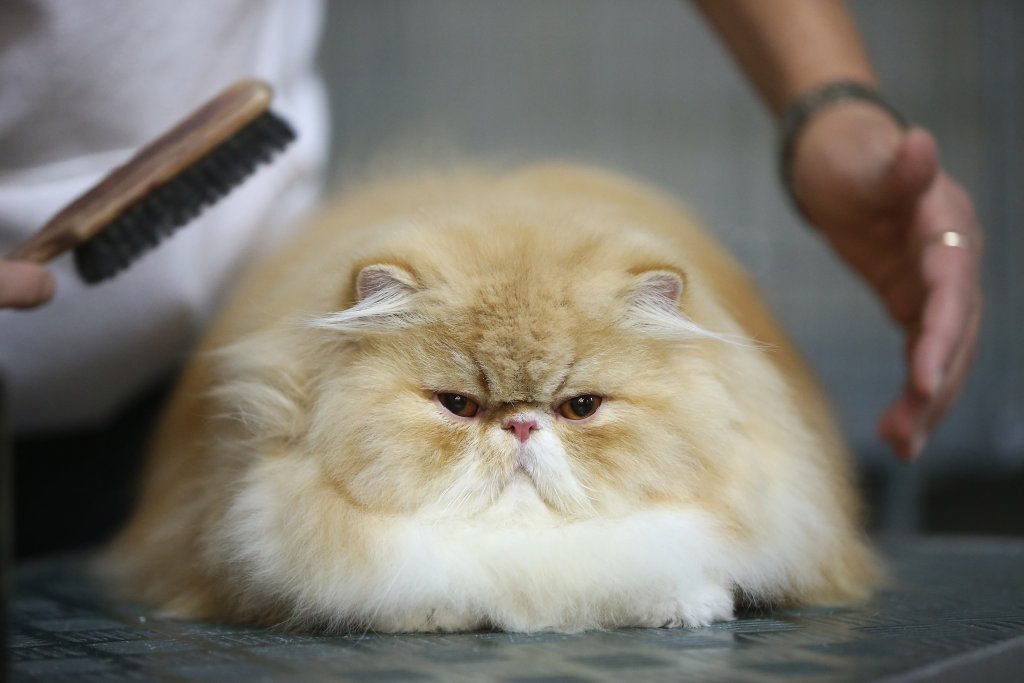 котка