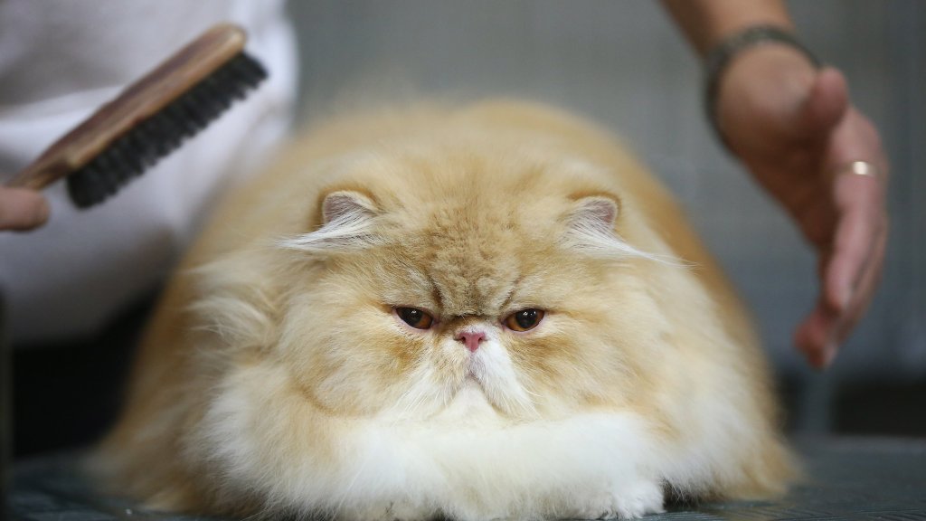 котка