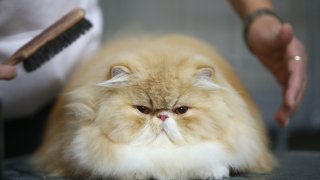 котка