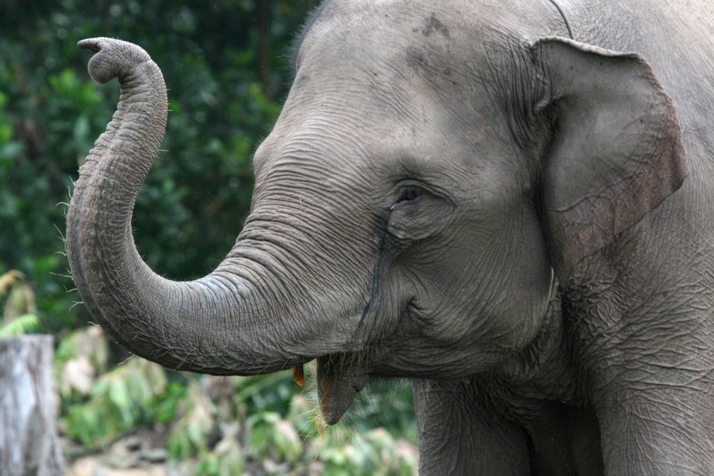 Sumatran elephant, Riau, Indonesia