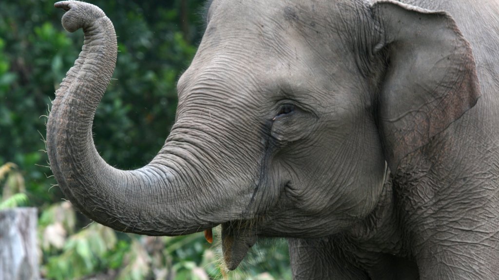 Sumatran elephant, Riau, Indonesia
