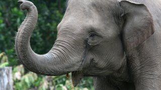 Sumatran elephant, Riau, Indonesia