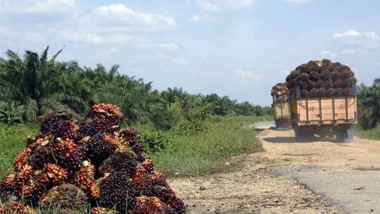 Олиото се прави от плодовете на маслената палма.
