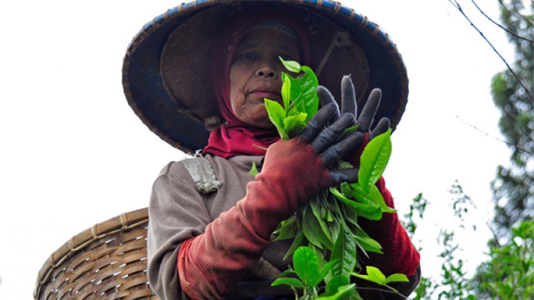 Николай Неков: Няма машини, които да се грижат за реколтата. Това е и една от причините чаят от Индонезия да е толкова уникален. Всичко се прави ръчно от хора, отдадени на професията си.