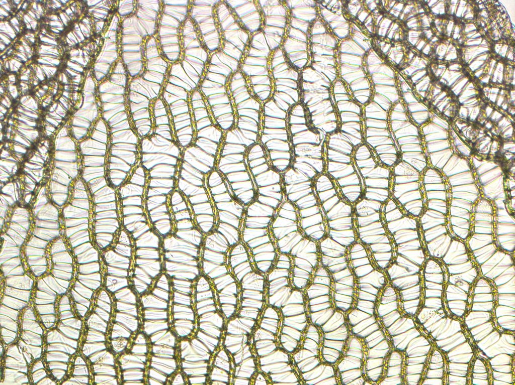 Sphagnum_cells