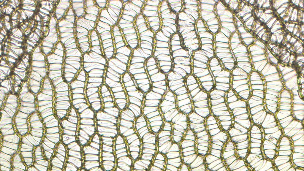 Sphagnum_cells