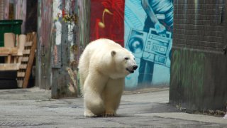 Заради загубата на местообитания все повече диви животни влизат в градовете