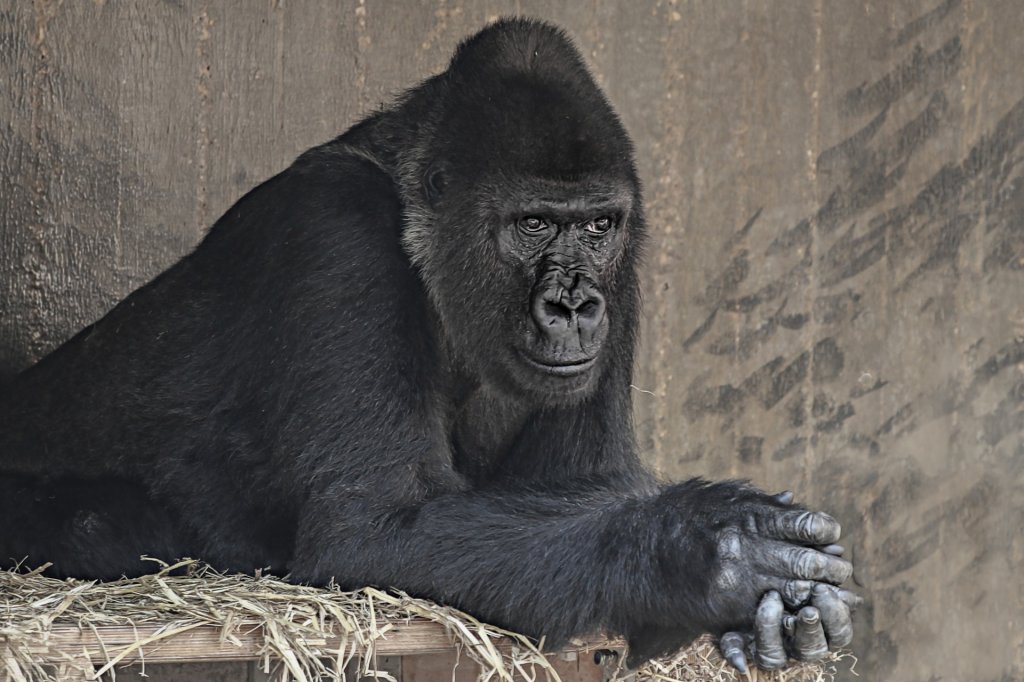 Горила
Един типичен горилски баща обикновено е начело на семейна група, състояща се от 30 горили. Мъжката горила се държи респектирано към горилата, която наскоро е станала майка, оставя я да се нахрани първа и позволява на малките да се присъединят към "трапезата". 

Ако надушат опасност за малките, мъжките горили, подобно на лъвовете, стават агресивни и силно протективни, изправят се, крещят и тупат гърдите си, както го правеше Кинг Конг. Бащите-горили прекарват по много време с децата си, докато децата не навлязат в тийнейджърската възраст. Тогава връзката им се разпада, но кой не би искал връзката му с див тийнейджър да се разпадне?
