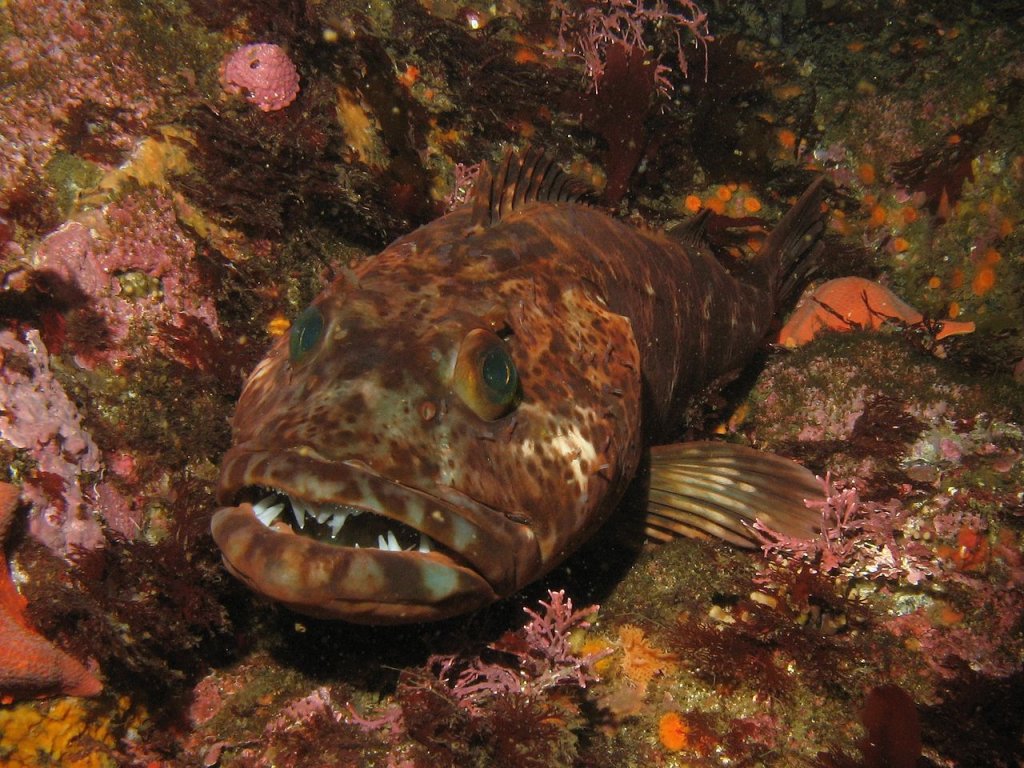 1280px-Lingcod3