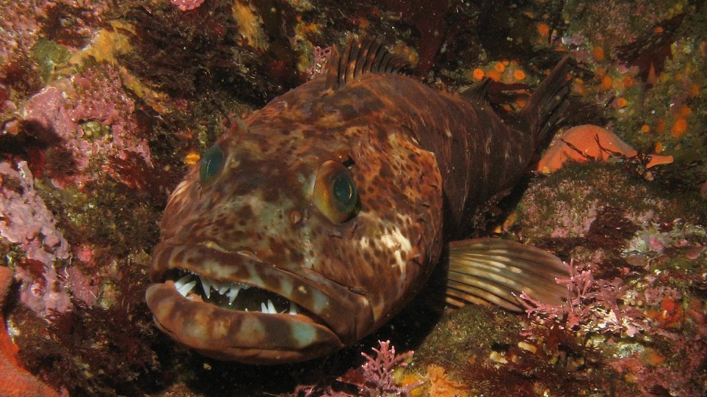 1280px-Lingcod3