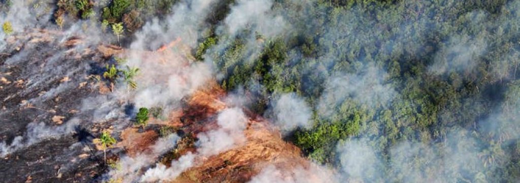 forest fire