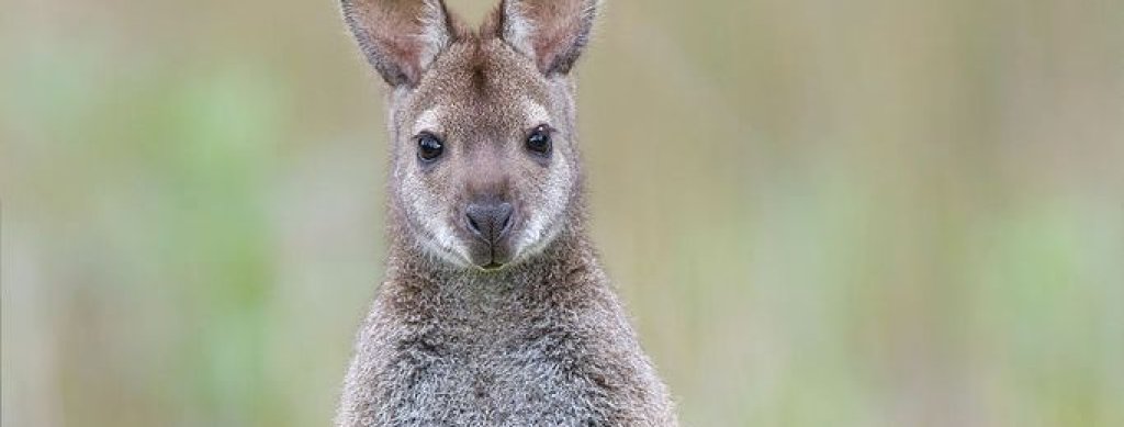 682px-Macropus_rufogriseus_rufogriseus_Bruny
