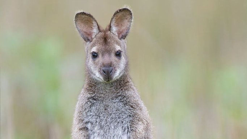 682px-Macropus_rufogriseus_rufogriseus_Bruny