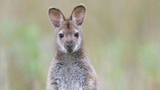 682px-Macropus_rufogriseus_rufogriseus_Bruny