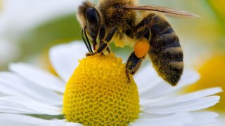Abeille-fleur-pollen_scalewidth_630