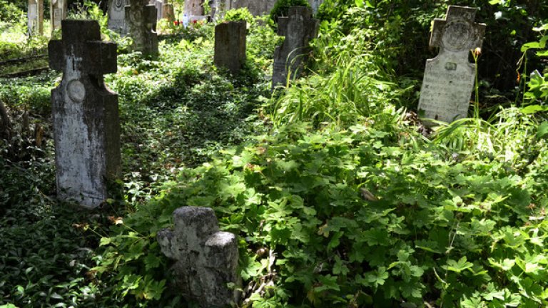 Зеленото е основен цвят, а различните му нюанси изпъстрят околния пейзаж