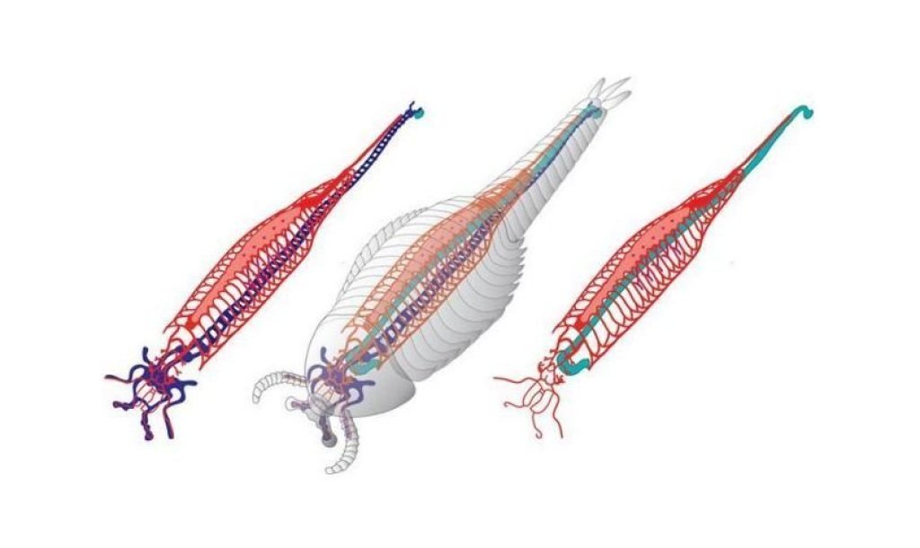 ps_fuxianhuia_protensa_1396878200