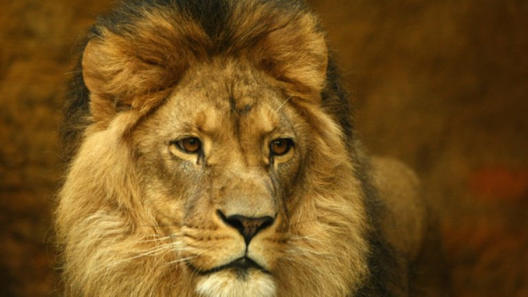 В Лондон са живели лъвове от 13-ти век. Заселили са се през 1210 или 1235 година и са измрели около времето на Хенри VI през 1436. 