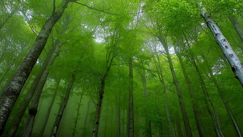 централен балкан, букове, гора, дървета