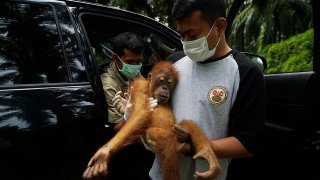 Войната в Украйна направи слънчогледовото олио прекалено скъпо и дефицитно