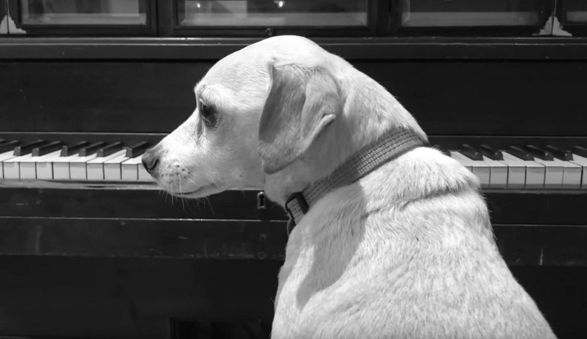 Шегата на Нолан и Джой завършва с поздрав към потребителите на Reddit и 20 минути, в които куче стои пред пиано. 