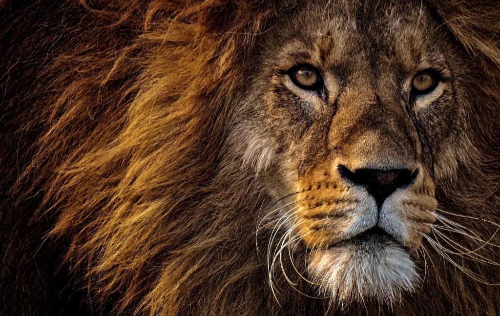 animal-animal-photography-animal-portrait-2220336