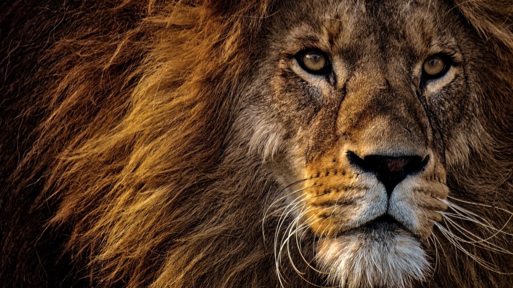 animal-animal-photography-animal-portrait-2220336