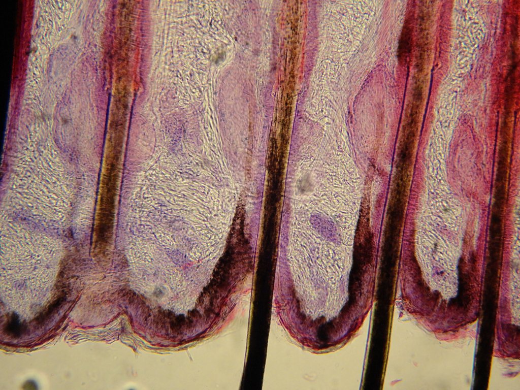 Hair_follicle_of_feline_-_Microscopic_view_2