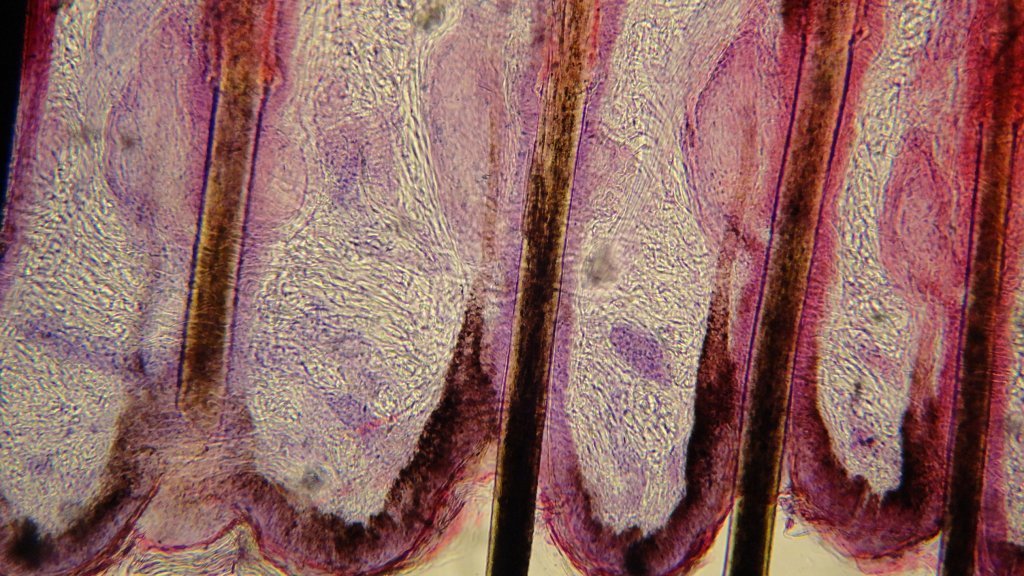 Hair_follicle_of_feline_-_Microscopic_view_2