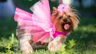 Те са холивудските звезди на кучешкия свят