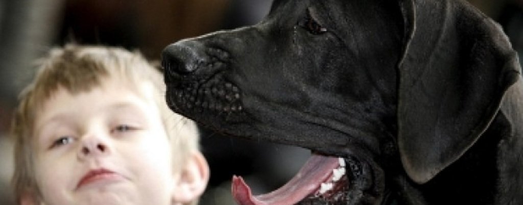 655-402-dzhordzh-e-ot-porodata-nemski-dog