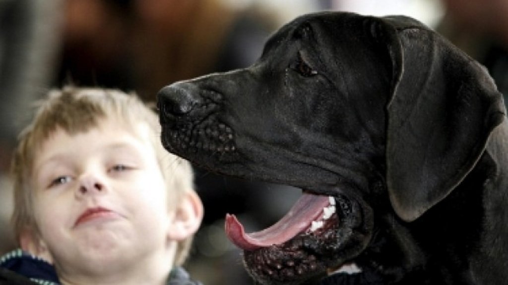 655-402-dzhordzh-e-ot-porodata-nemski-dog