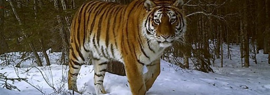 tiger