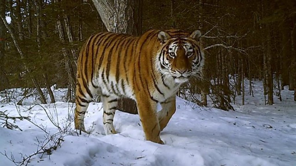 tiger