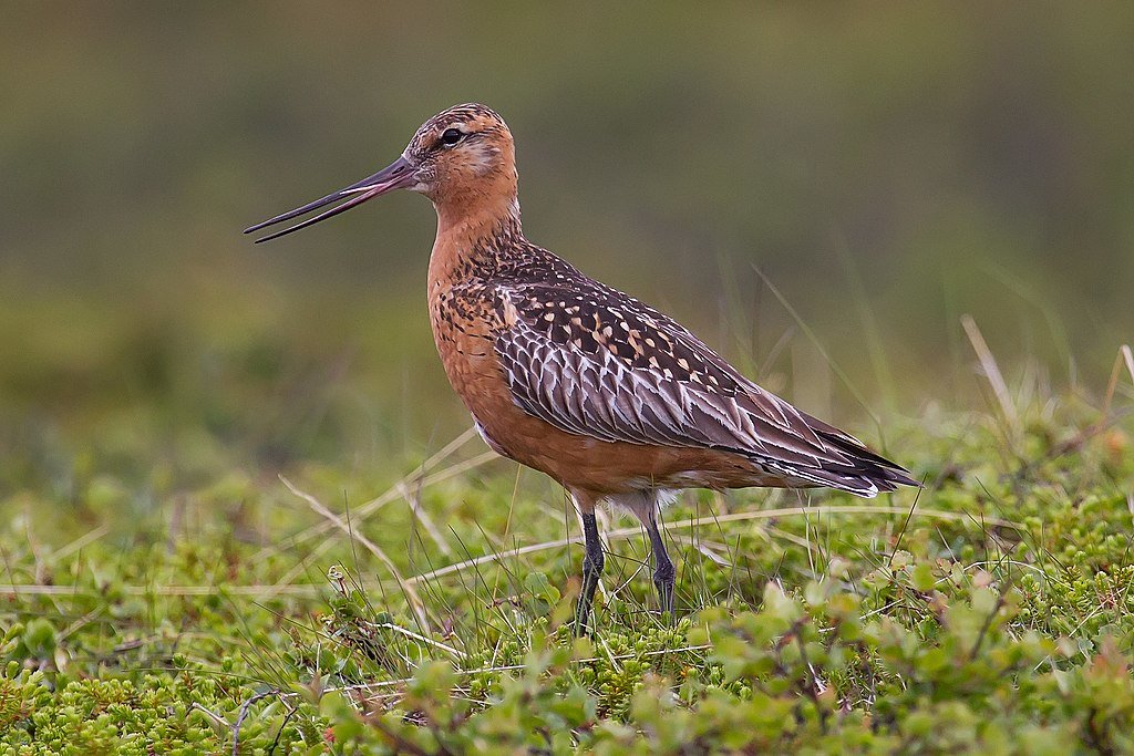 1024px-Bar-tailed_Godwit