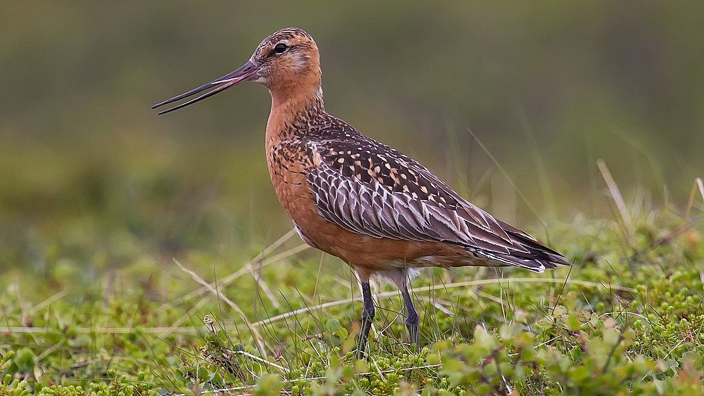1024px-Bar-tailed_Godwit