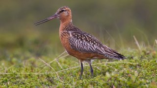 1024px-Bar-tailed_Godwit