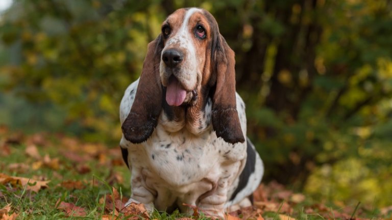 БасетЗа някои басет могат да минат направо за лениви и скучни кучета. За любителите на спокойствието и тишината те са кротка порода, която няма да създава излишни грижи, шум и хаос. Породата може и да има нужда от редовни разходки, само че в останалото време най-често дреме на дивана или в леглото си и остават почти незабелязана.