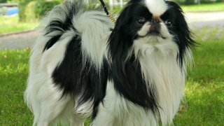 Chin_posing