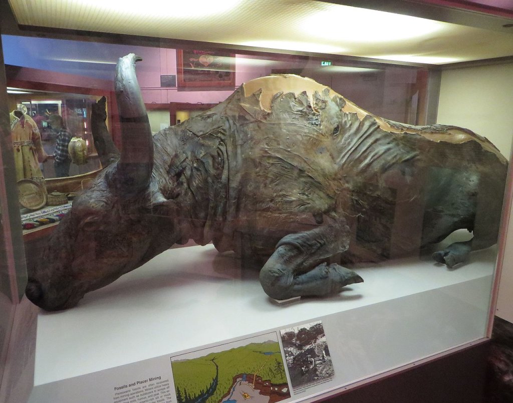 Steppe_bison_mummy