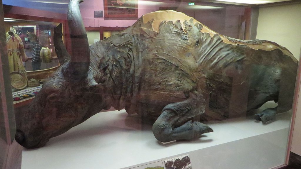 Steppe_bison_mummy