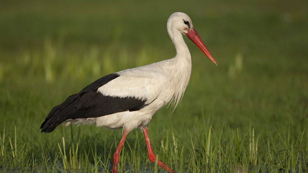 Cigogne blanche
