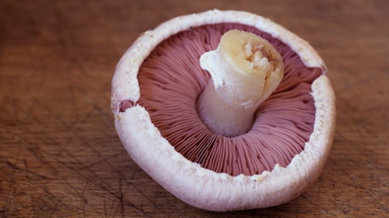 БАБХ: Резултатите от тестовете за атропин в продуктите на Кауфланд са отрицателни