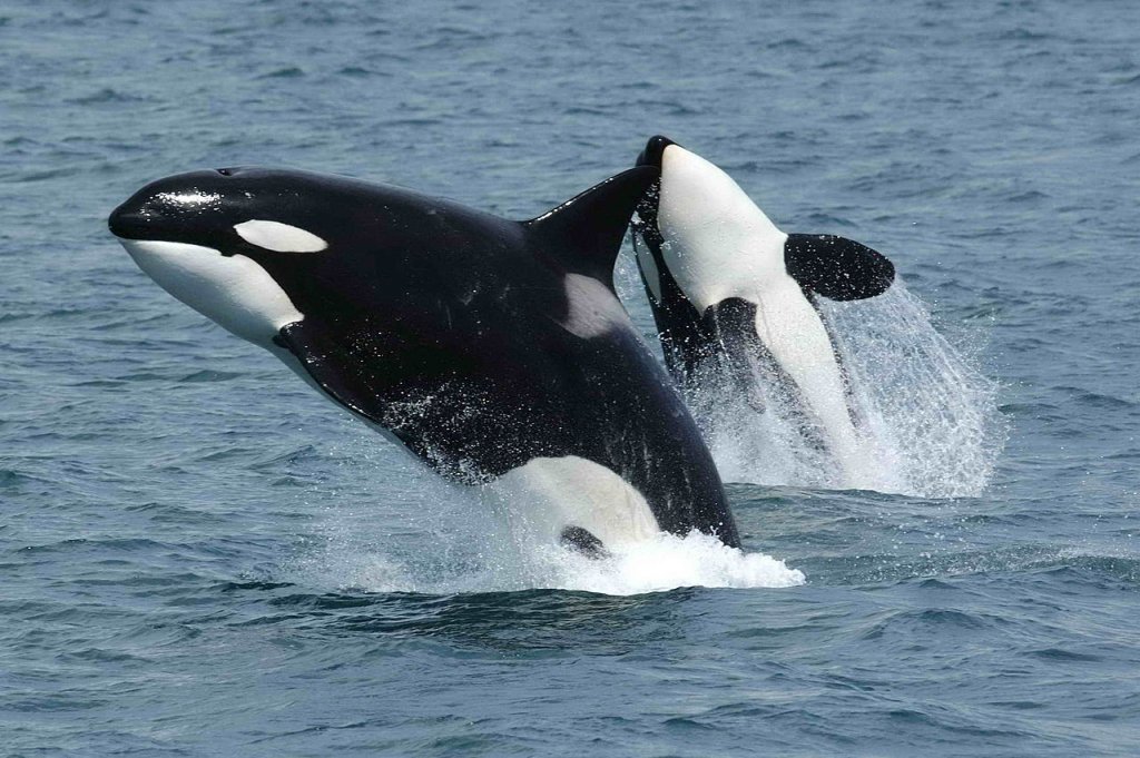 1280px-Killerwhales_jumping
