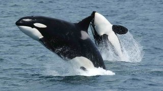 1280px-Killerwhales_jumping