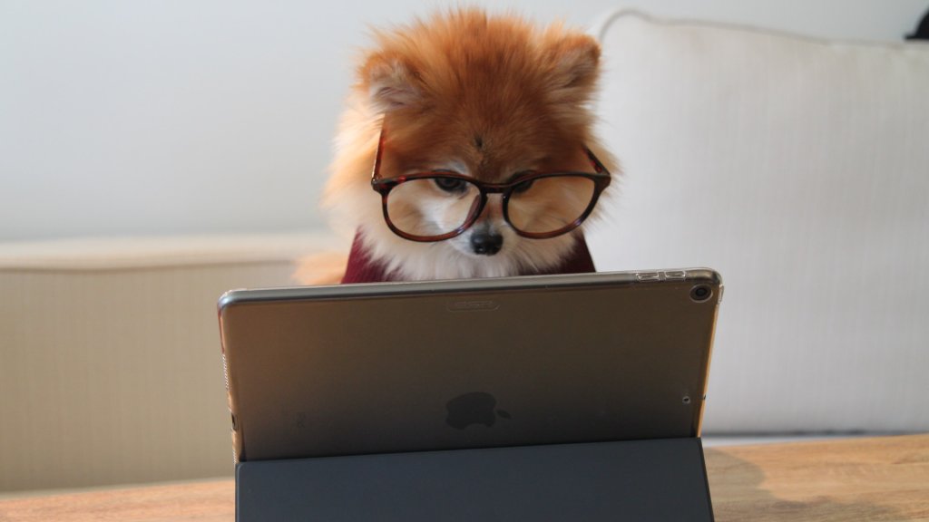 cookie-the-pom-gySMaocSdqs-unsplash
