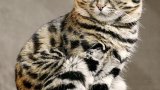 509px-Zoo_Wuppertal_Schwarzfusskatze