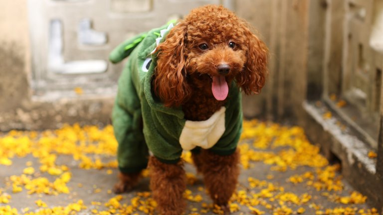 Той пудел
Почти всички пудели имат добра продължителност на живота, но той пуделите са първенци в това отношение. С добра и адекватна грижа, те живеят средно до около 18 години. Освен това, тези кучета са доста интелигентни и лесно се поддават на обучение и тренировки. Обичат дългите разходки и играта, но ако имате деца вкъщи, трябва да ги научите да бъдат внимателни с пудела, тъй като е доста деликатен и може да реагира остро на детски тормоз.