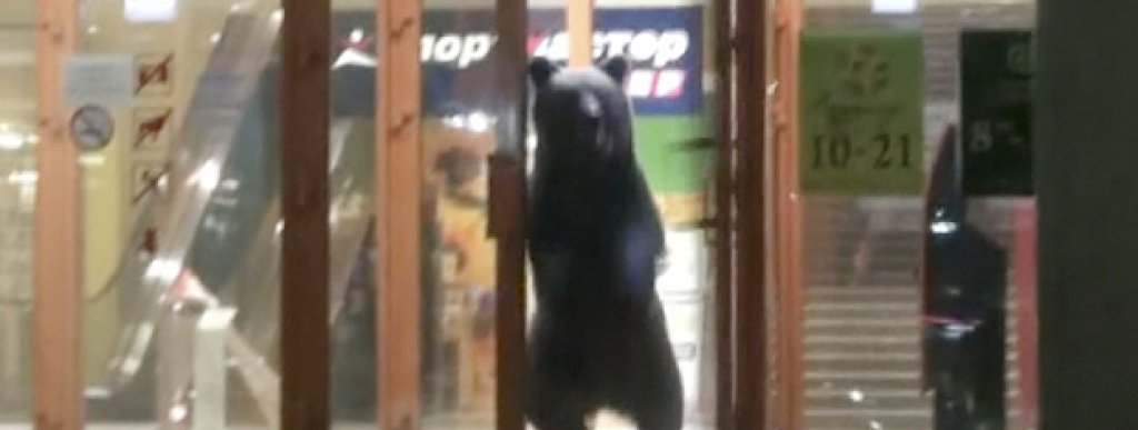 Russia Bear on Streets
